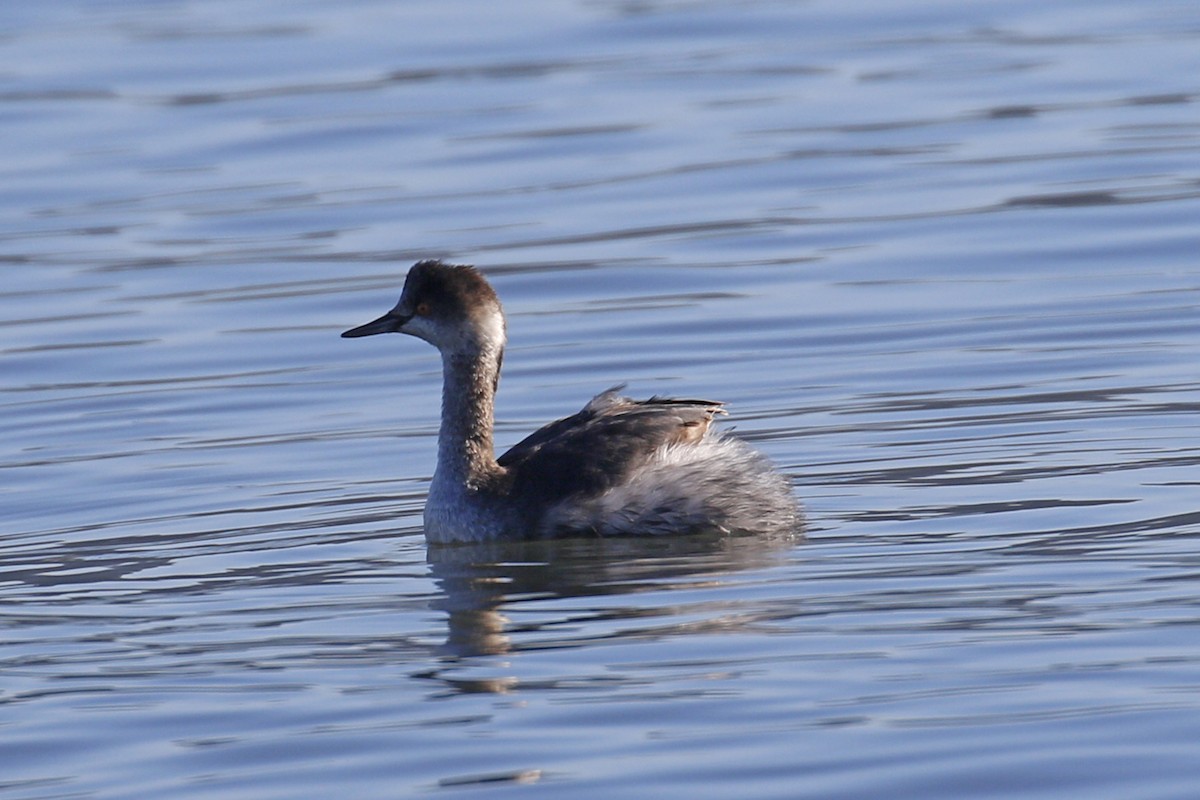 Eared Grebe - ML197757011