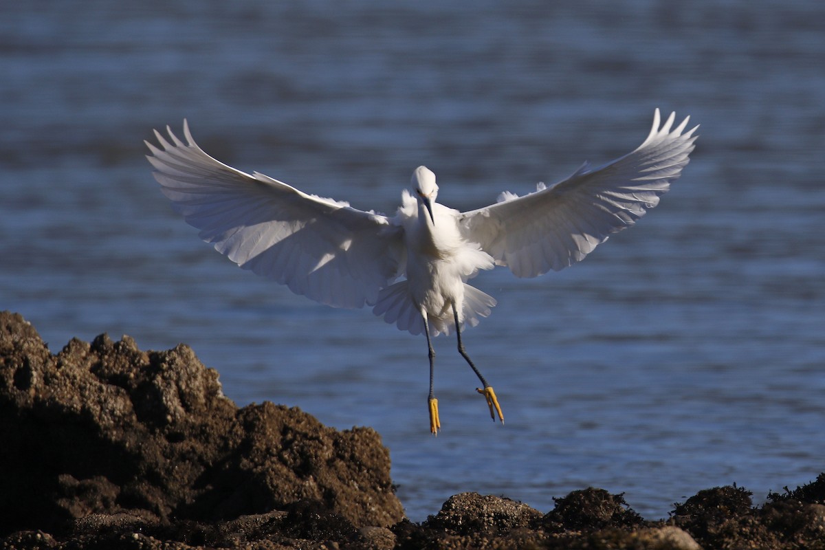 Snowy Egret - ML197757041