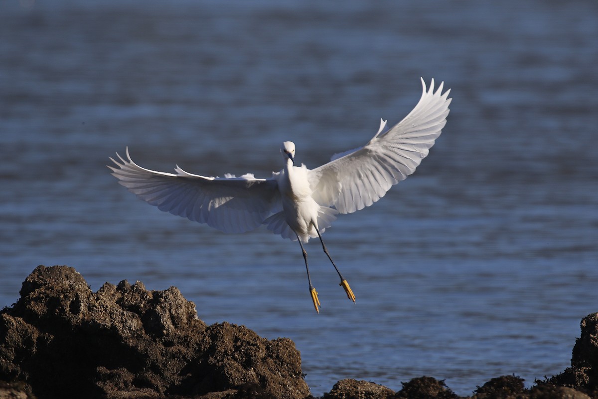 Snowy Egret - Donna Pomeroy