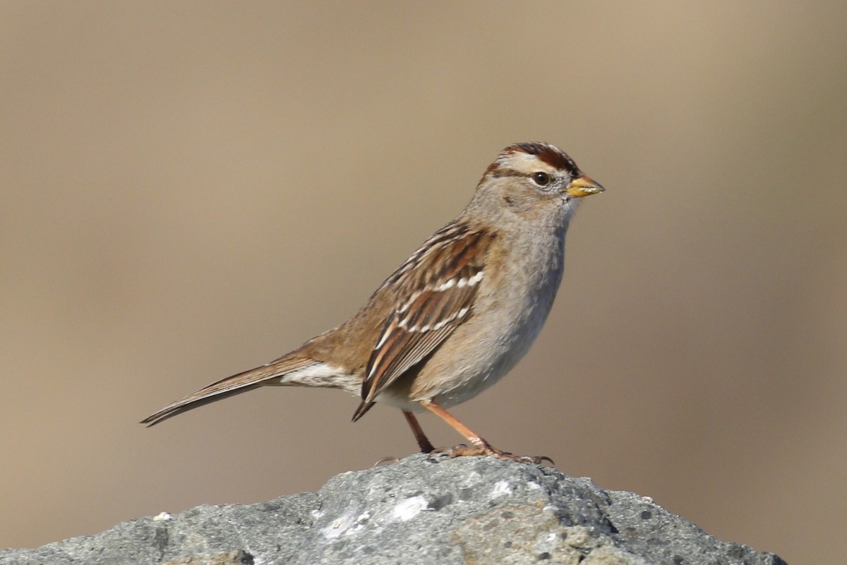 White-crowned Sparrow - Donna Pomeroy