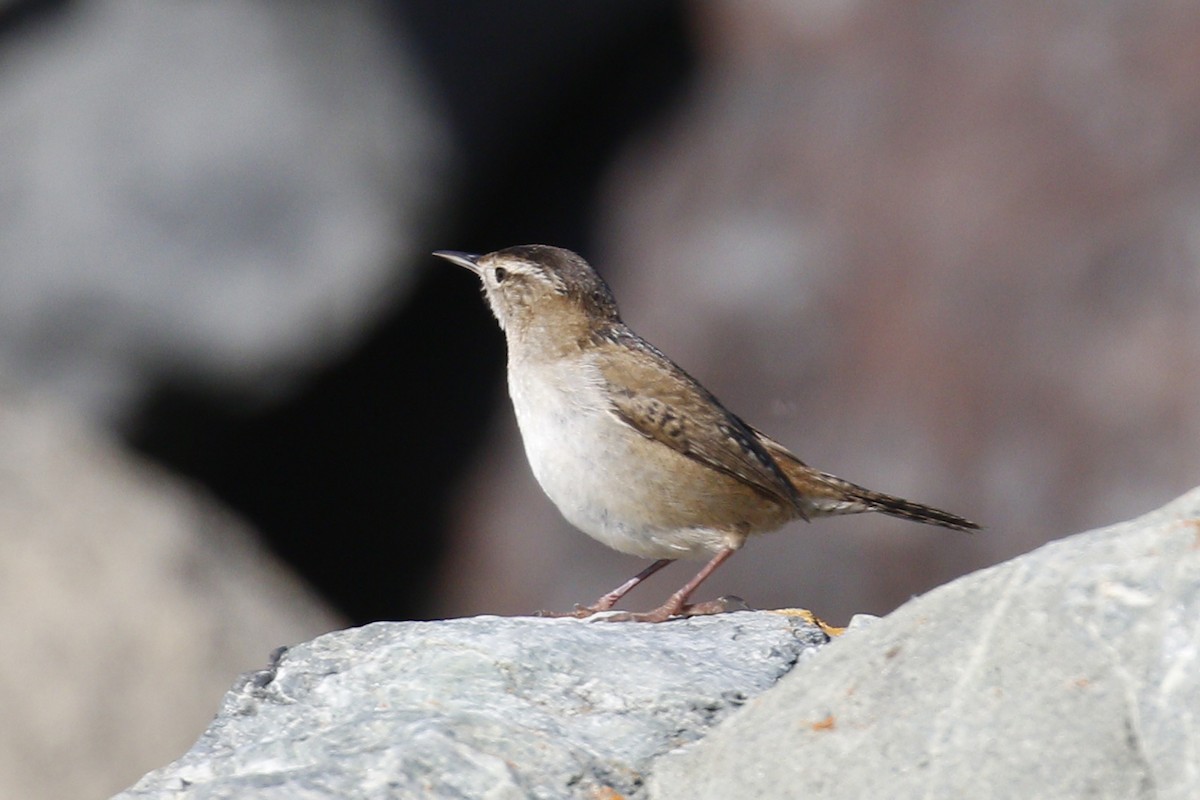 Marsh Wren - Donna Pomeroy