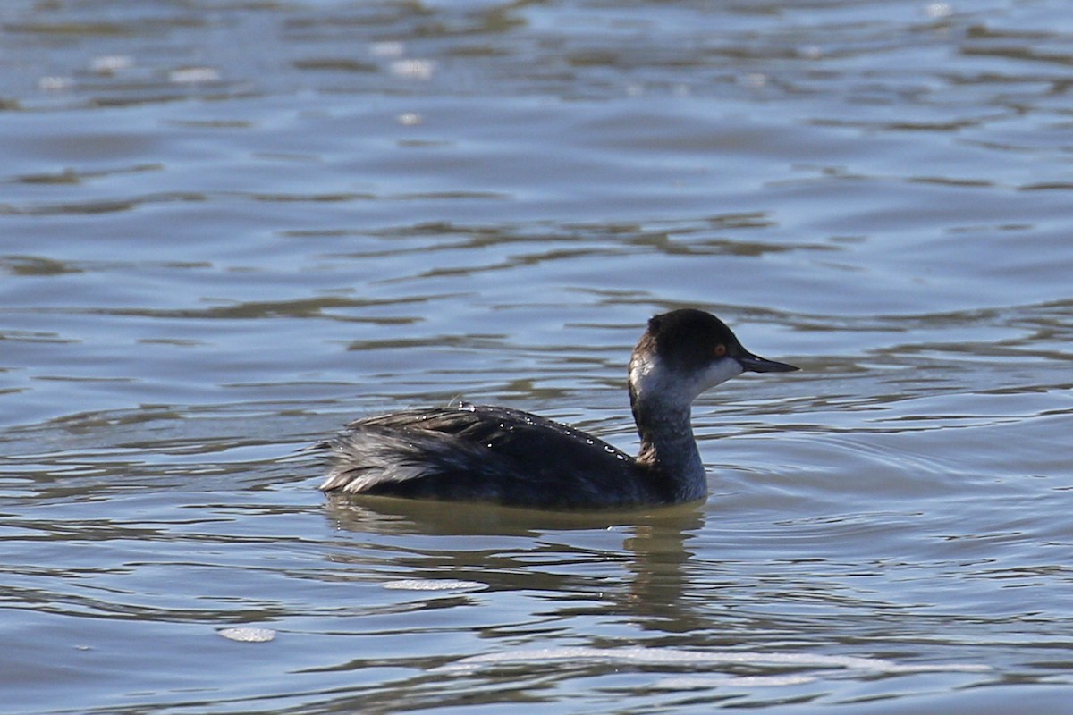 Eared Grebe - ML197757441