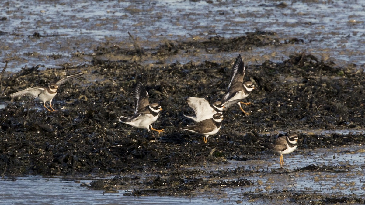 Common Ringed Plover - ML197758001