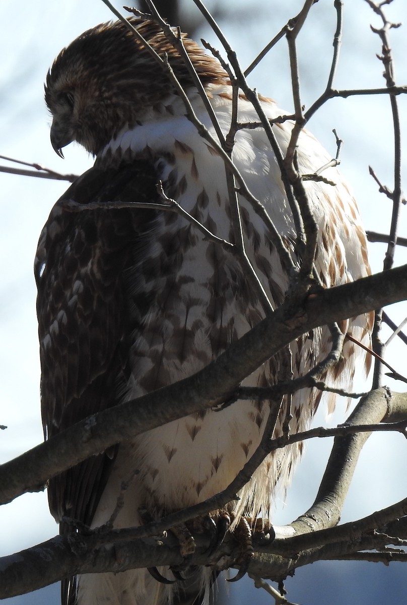 Red-tailed Hawk - ML197759131