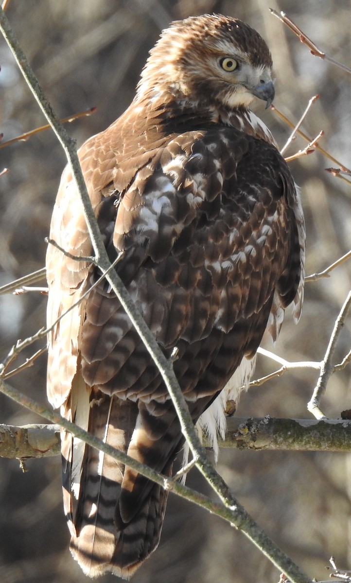 Red-tailed Hawk - ML197759161