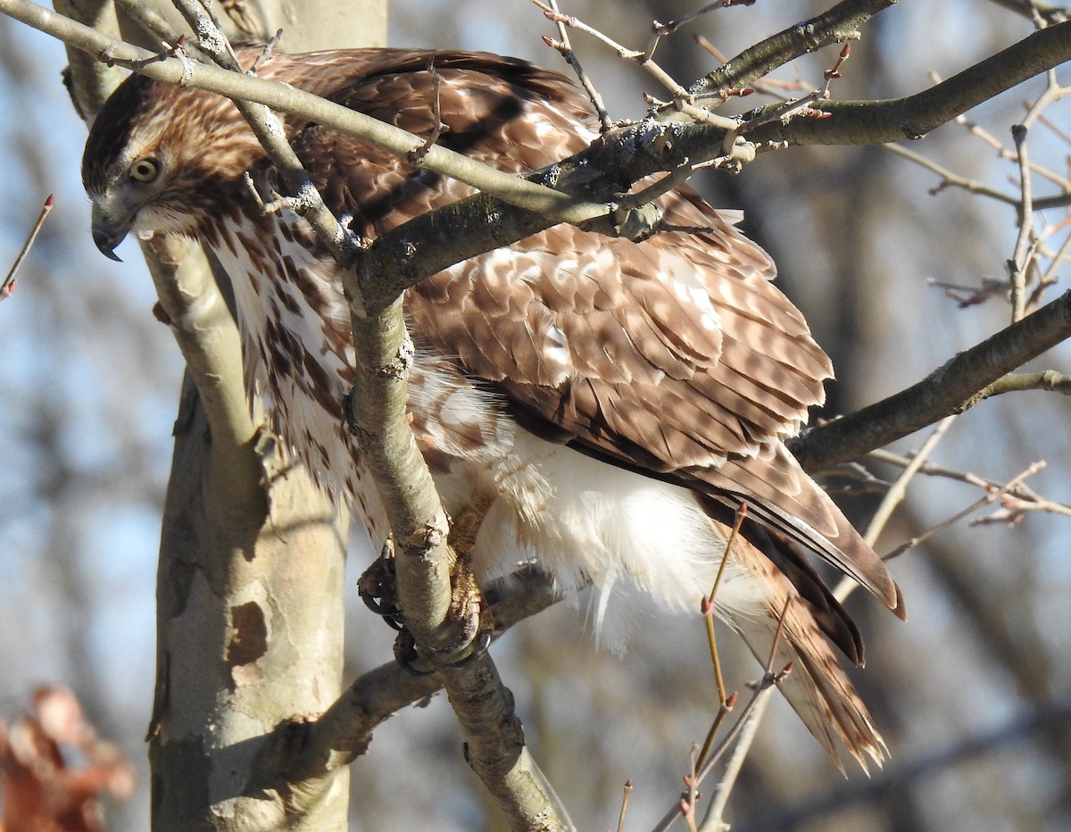 Red-tailed Hawk - ML197759181