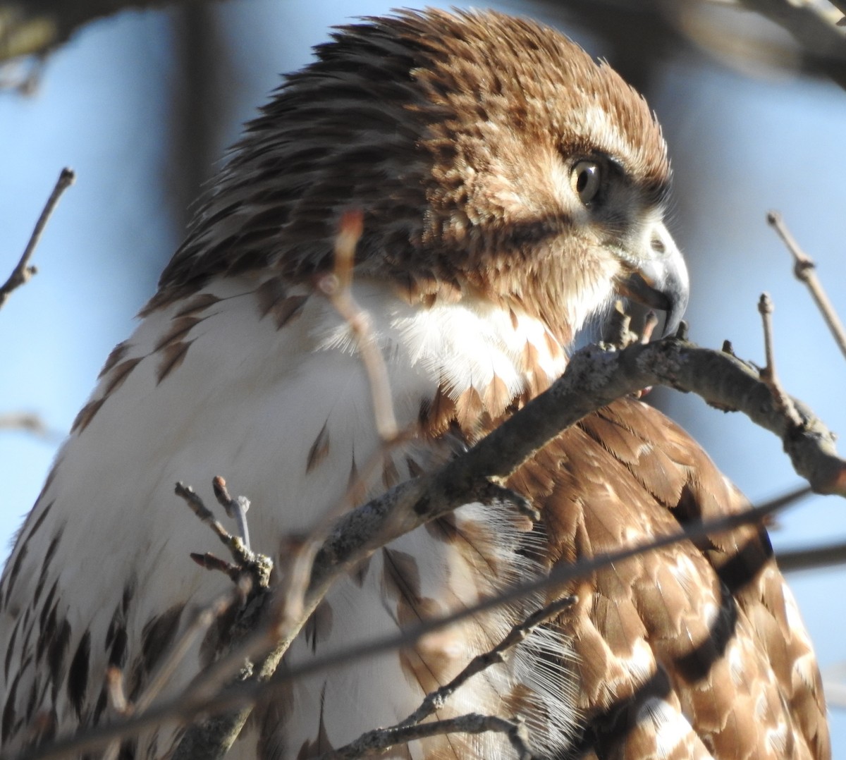 Red-tailed Hawk - ML197759191