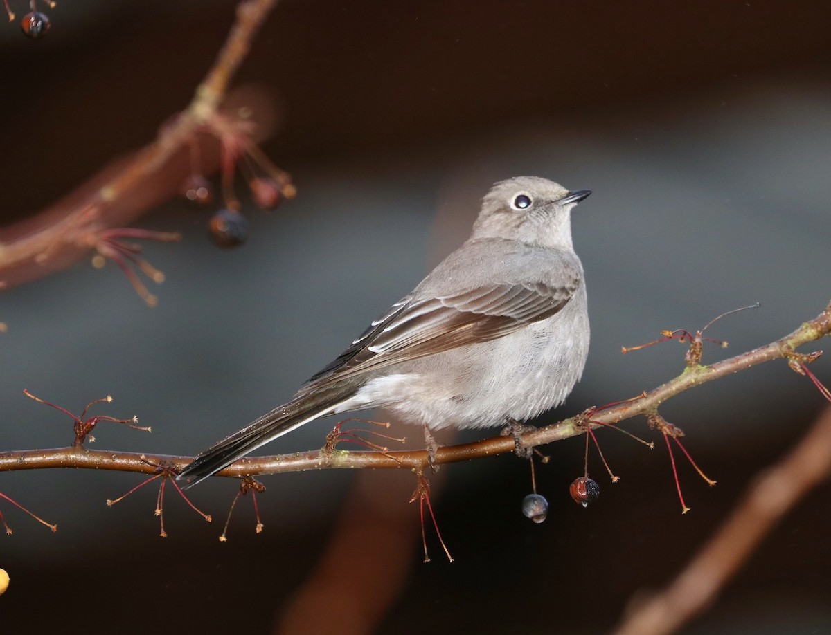 Townsend's Solitaire - ML197759431