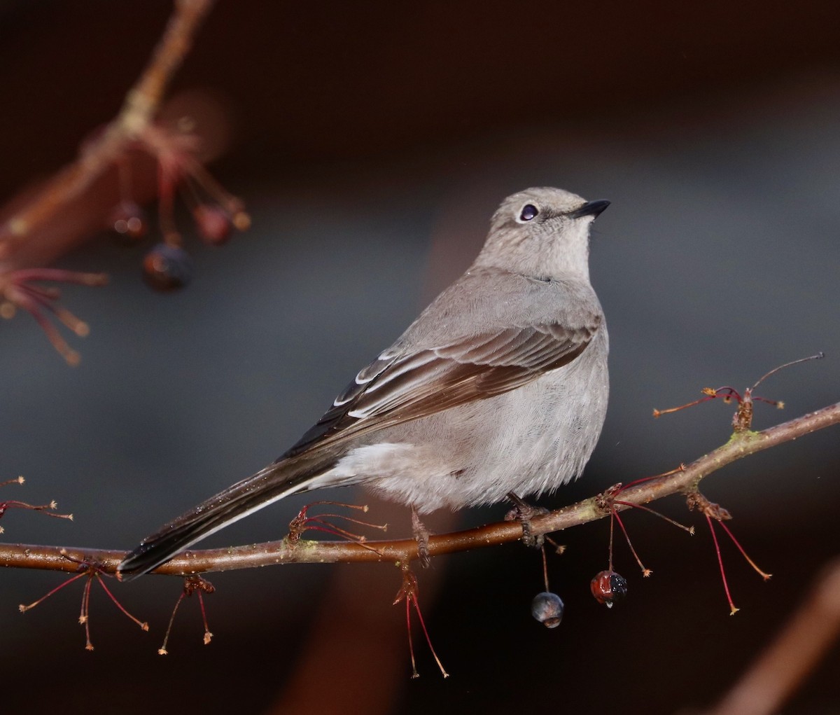 Townsend's Solitaire - ML197759471