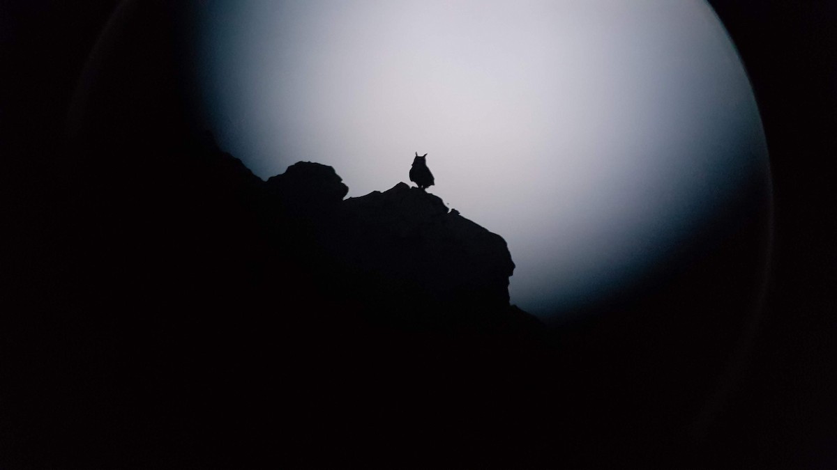 Эгэл шар шувуу - ML197761041