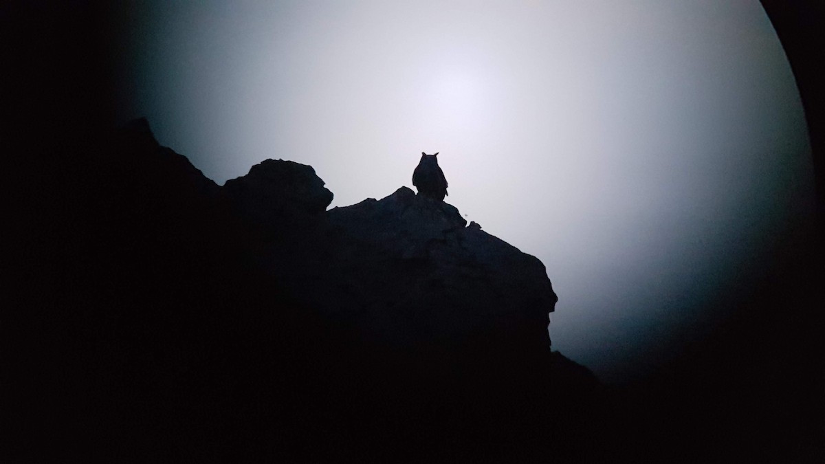 Эгэл шар шувуу - ML197761071