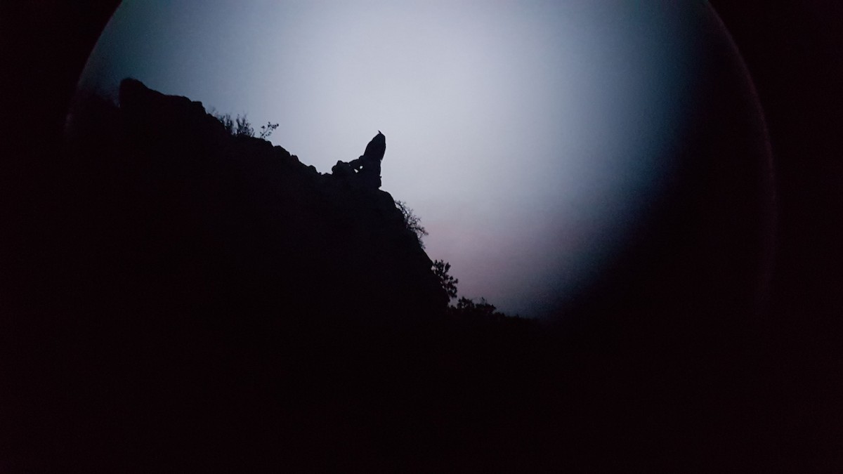 Эгэл шар шувуу - ML197761101