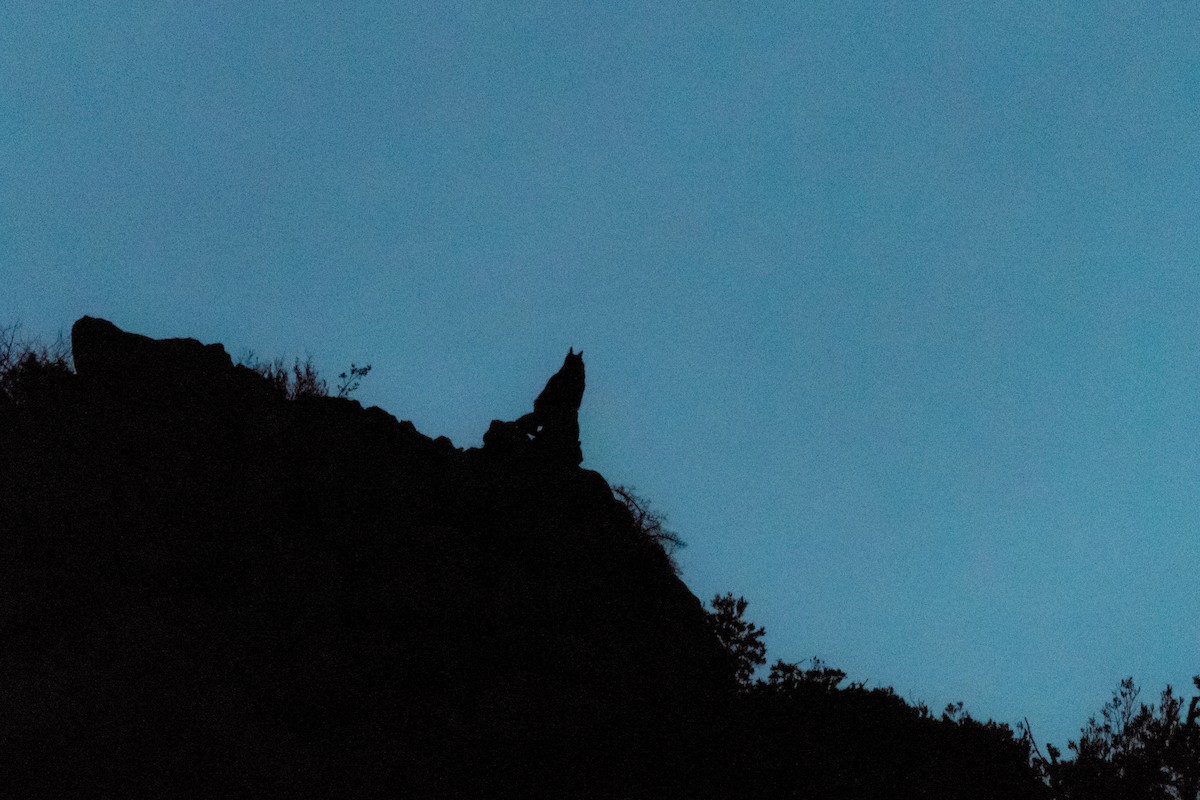 Эгэл шар шувуу - ML197761211