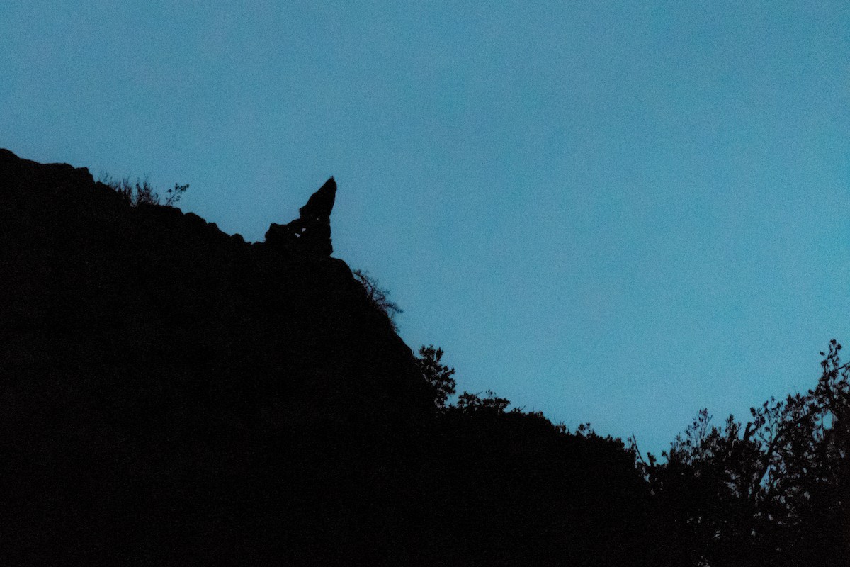 Эгэл шар шувуу - ML197761251