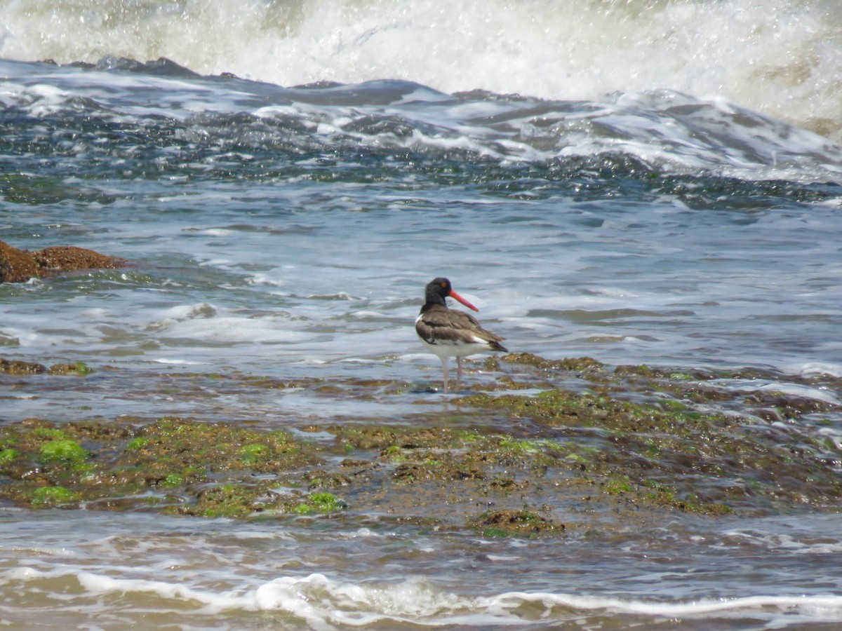 American Oystercatcher - ML197761431