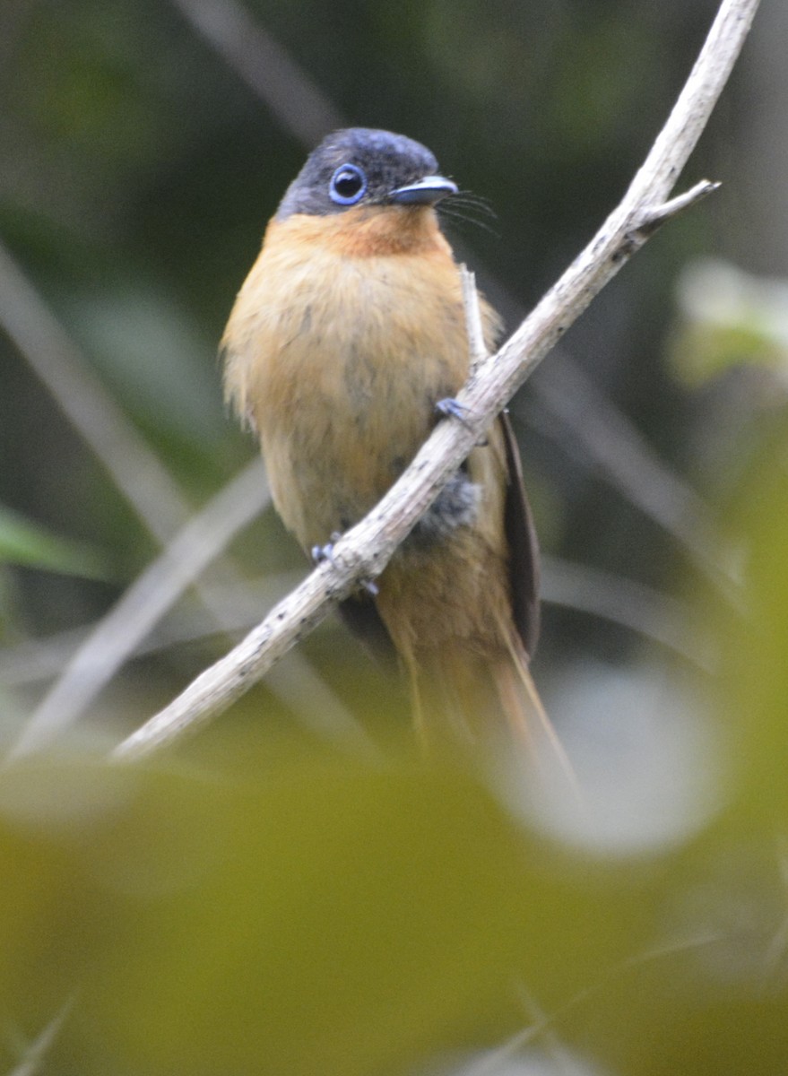 Malagasy Paradise-Flycatcher - ML197762251