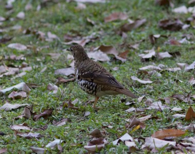 Russet-tailed Thrush - Richard and Margaret Alcorn