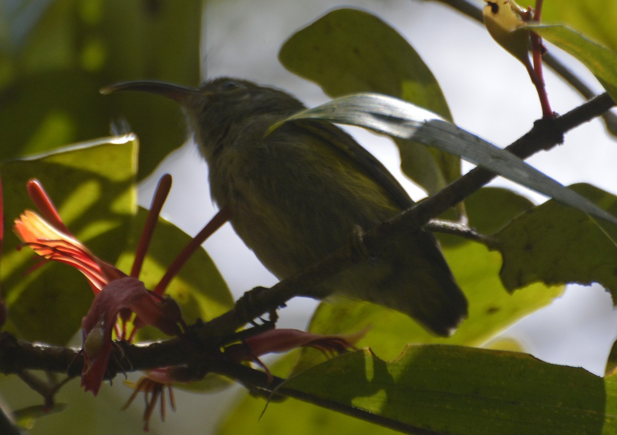 Common Sunbird-Asity - ML197763001