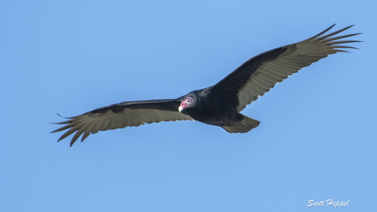 Turkey Vulture - ML197763761