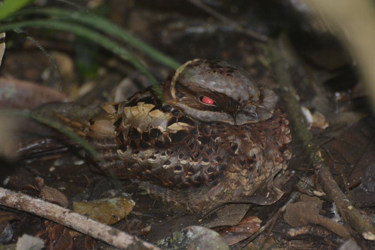 Collared Nightjar - ML197764321