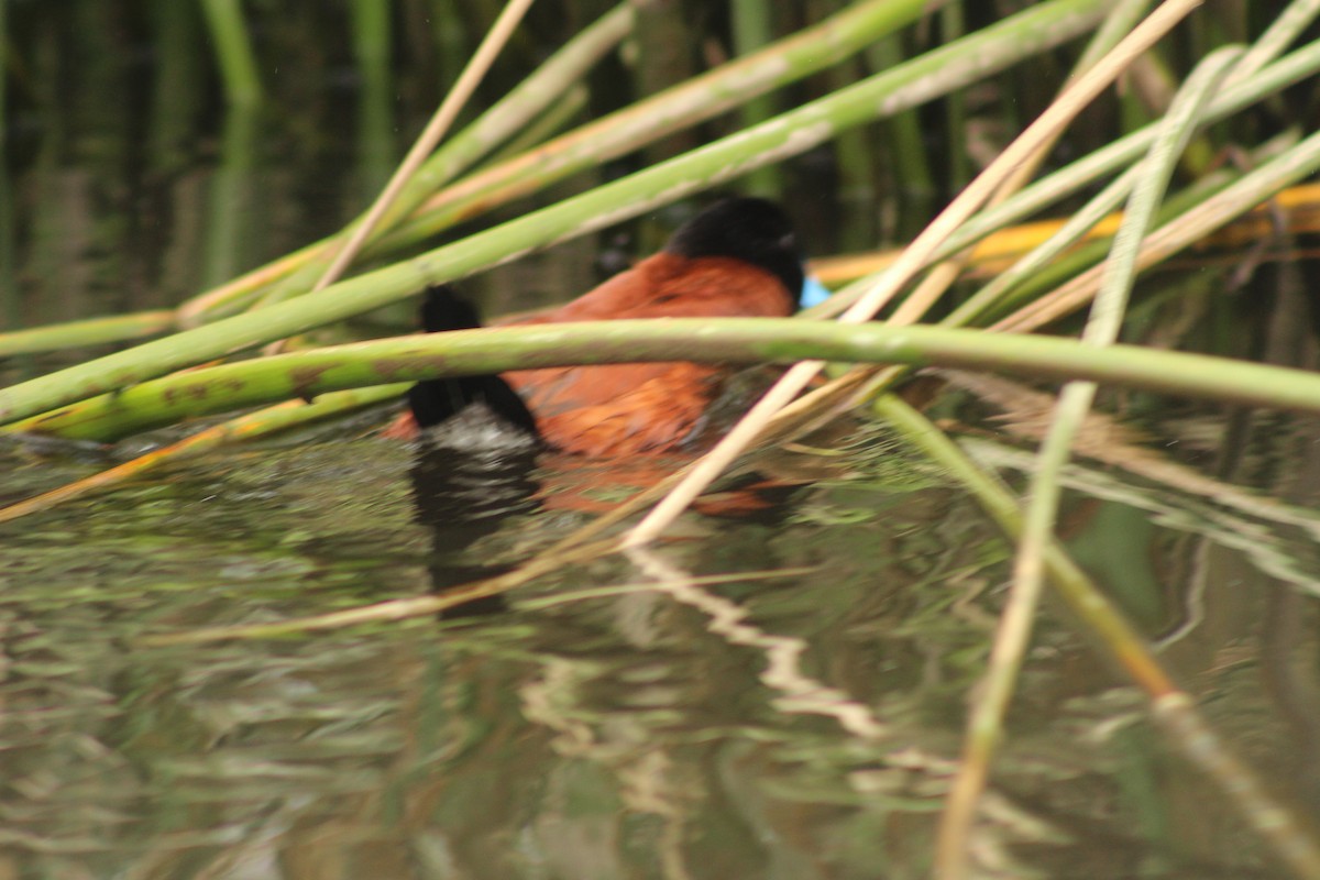 Andean Duck - Jesús M. Solano Rubio