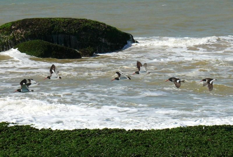 American Oystercatcher - ML197764981