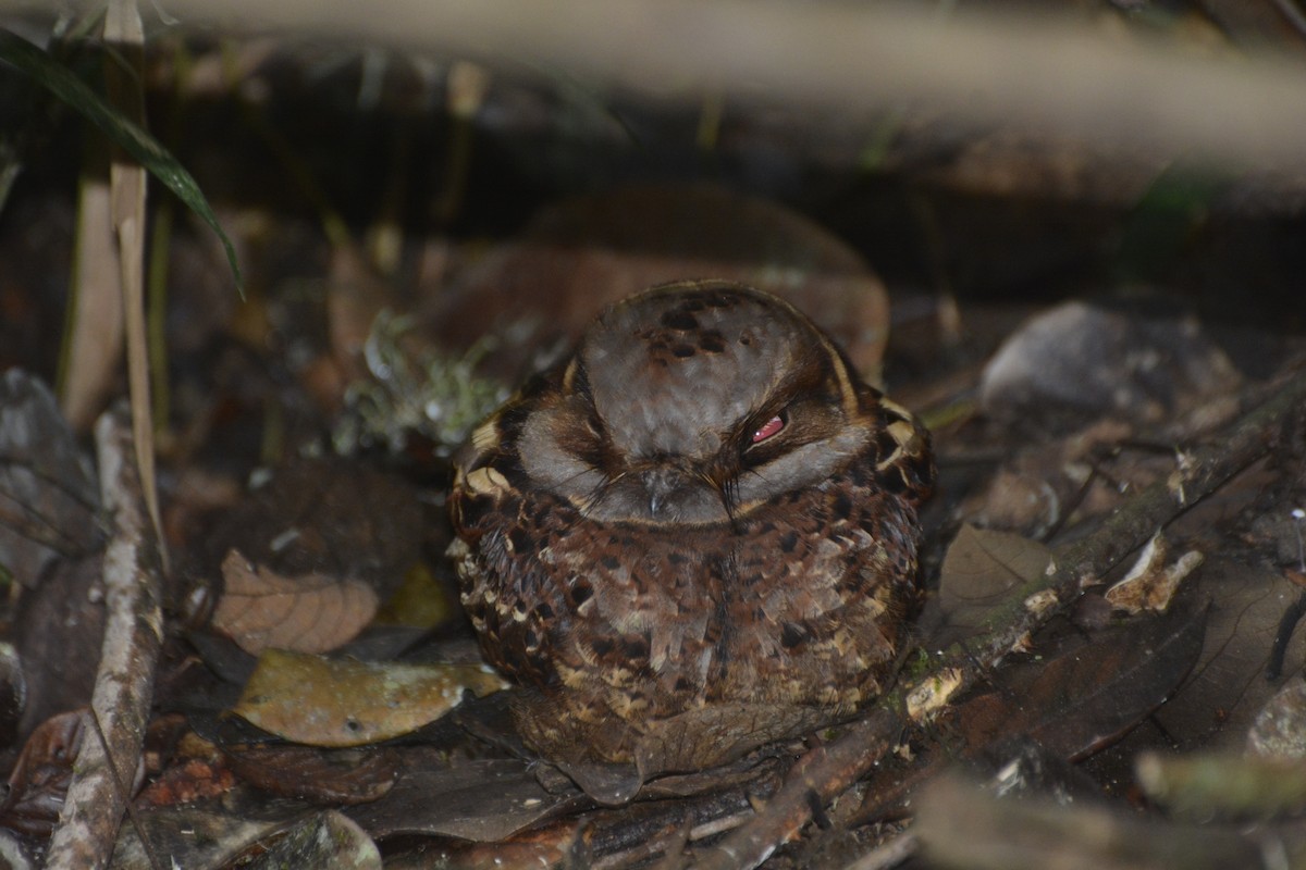 Collared Nightjar - ML197765441