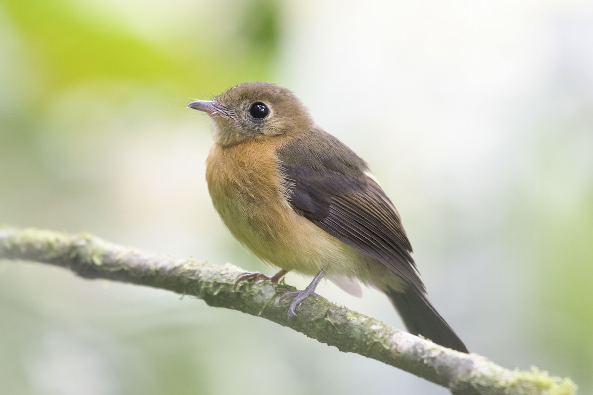 Sulphur-rumped Flycatcher - ML197765471