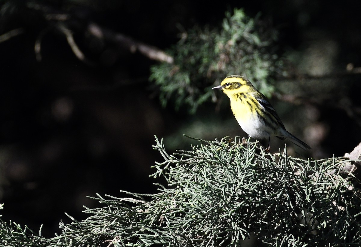 Townsend's Warbler - ML197766841