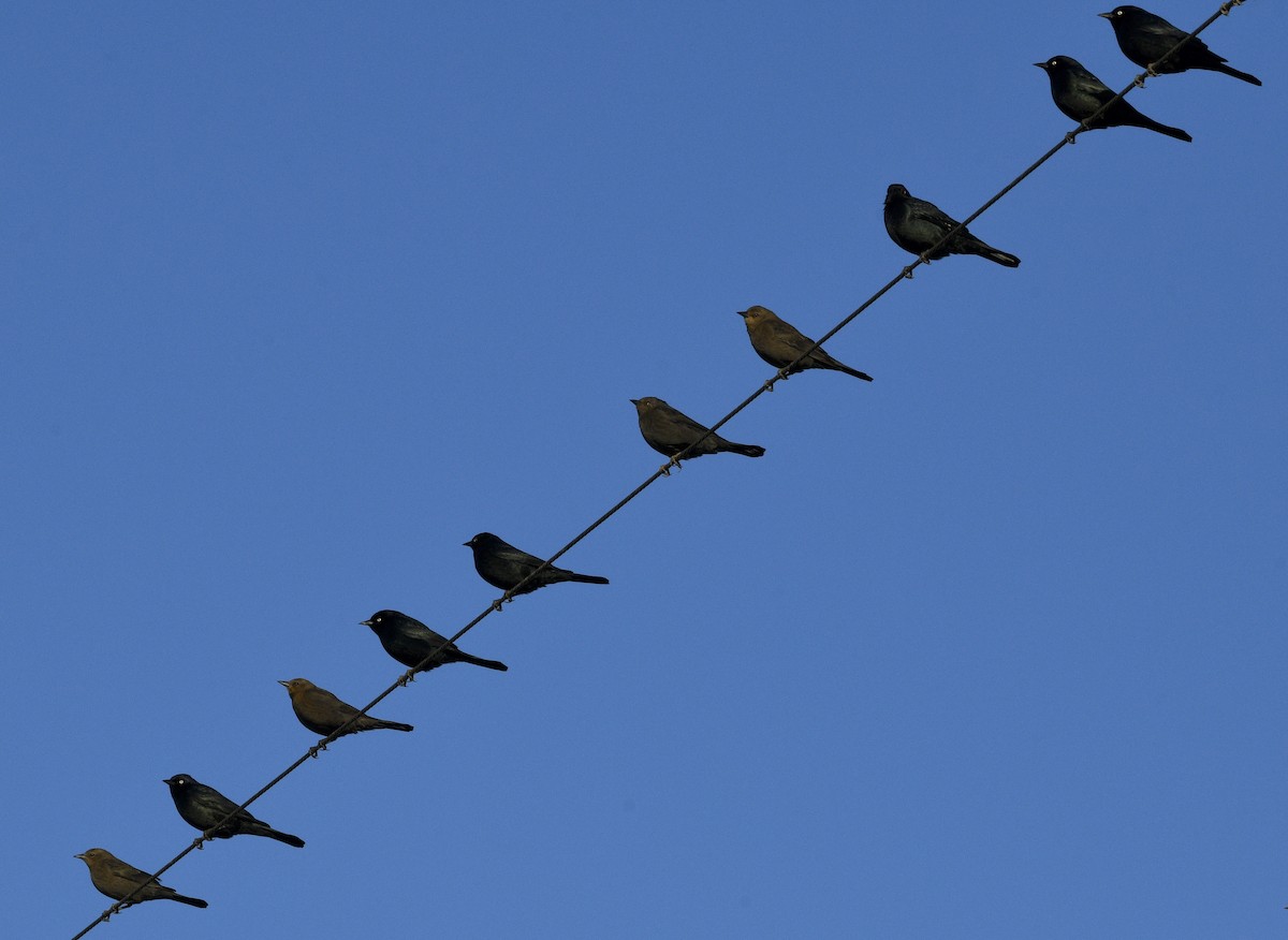 Brewer's Blackbird - ML197766921