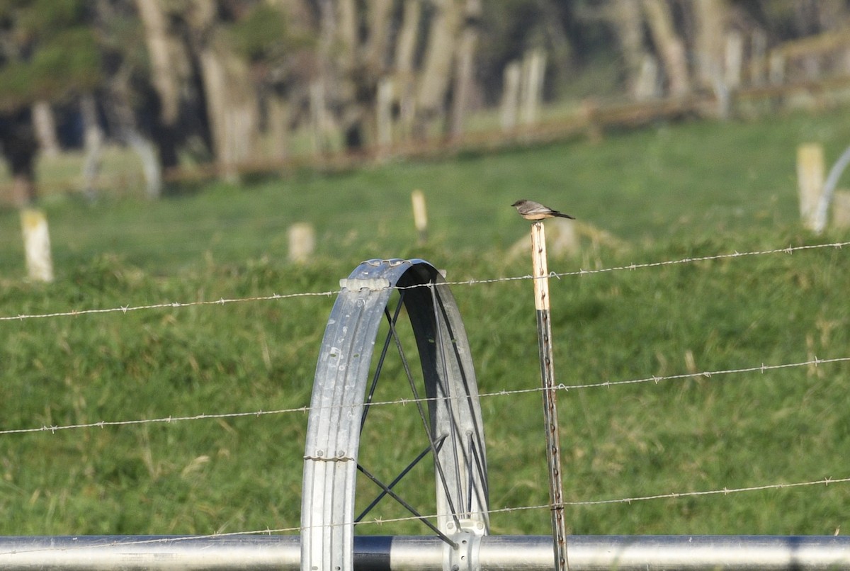 Say's Phoebe - ML197767091