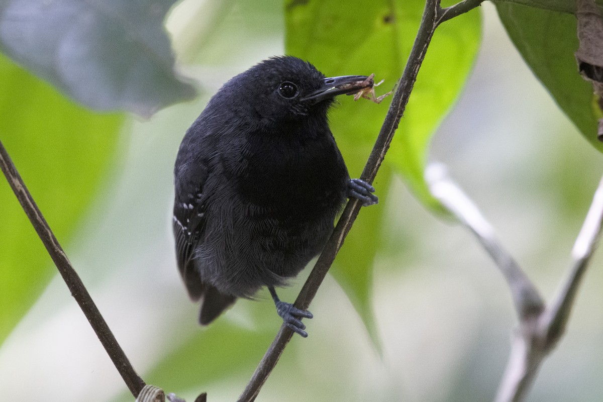 Slaty Antwren - ML197768291