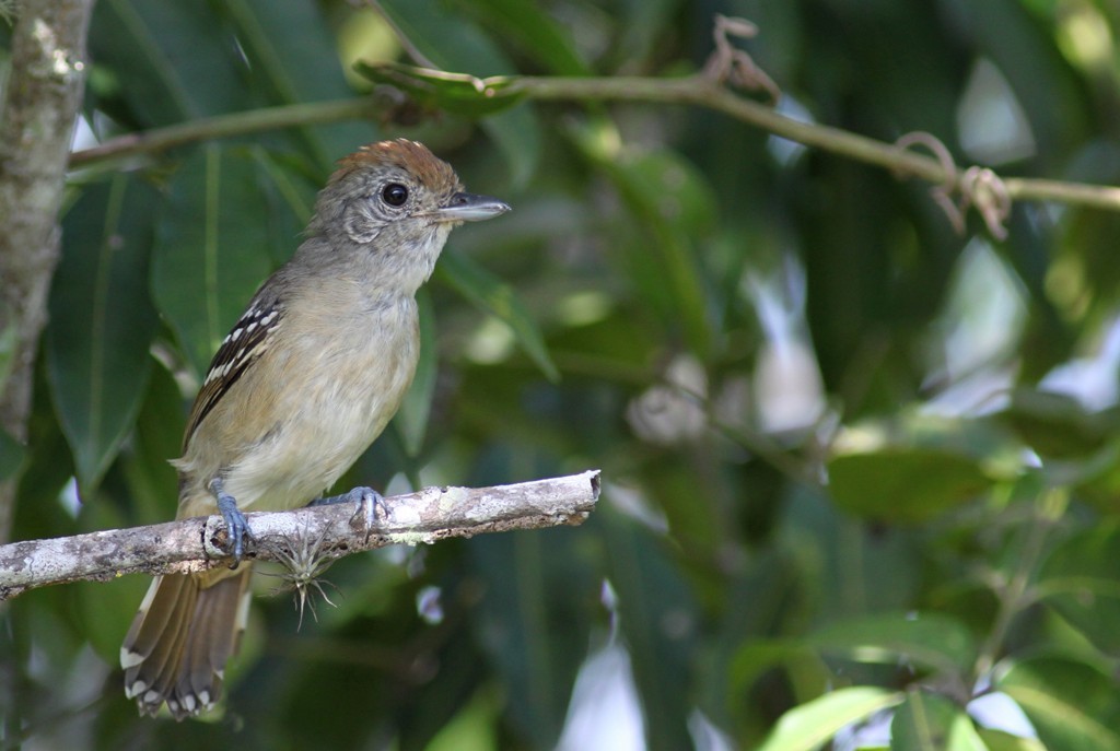 Sooretama Slaty-Antshrike - Helberth Peixoto