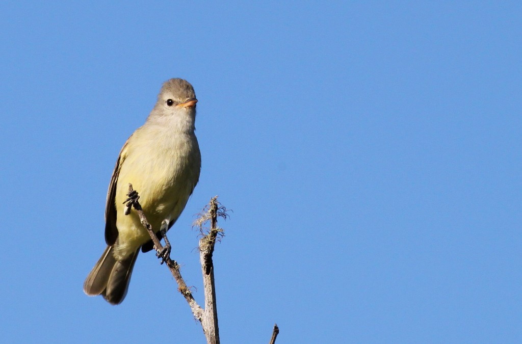 Southern Beardless-Tyrannulet - Helberth Peixoto