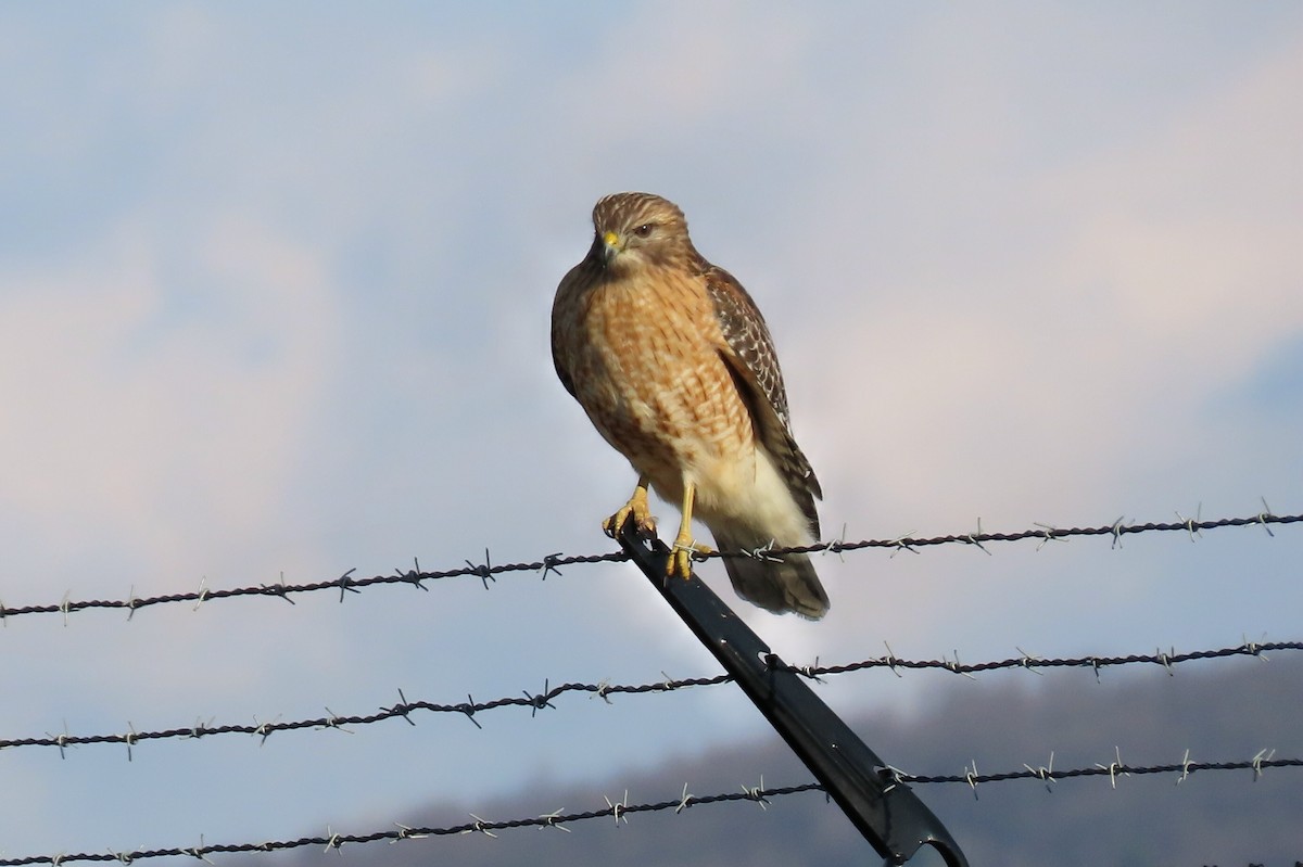 Red-shouldered Hawk - ML197771551