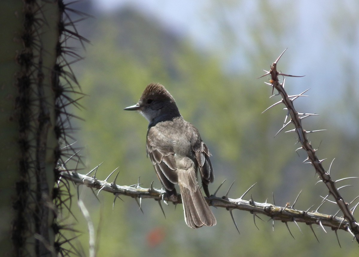 Ash-throated Flycatcher - ML197772051