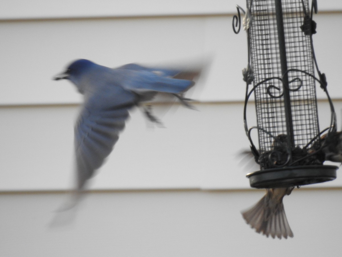 Pinyon Jay - ML197772201