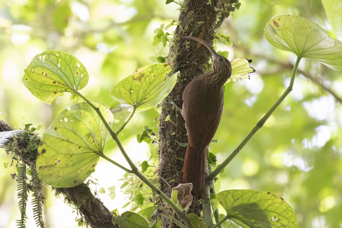 Brown-billed Scythebill - Josanel Sugasti -photographyandbirdingtourspanama