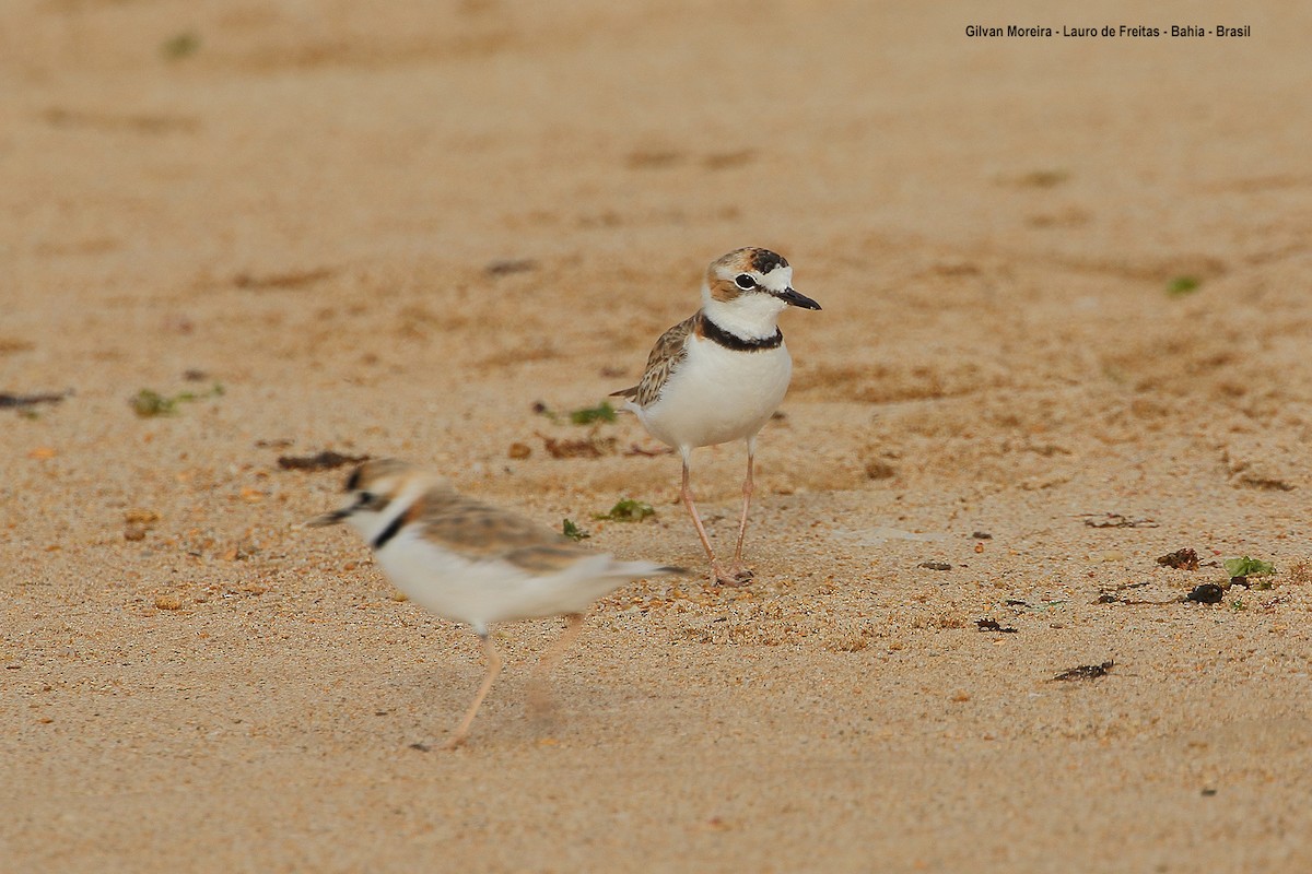 Collared Plover - ML197773941