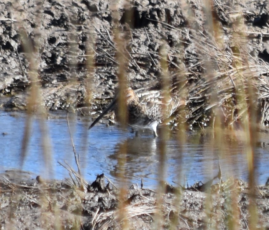 Wilson's Snipe - ML197775211