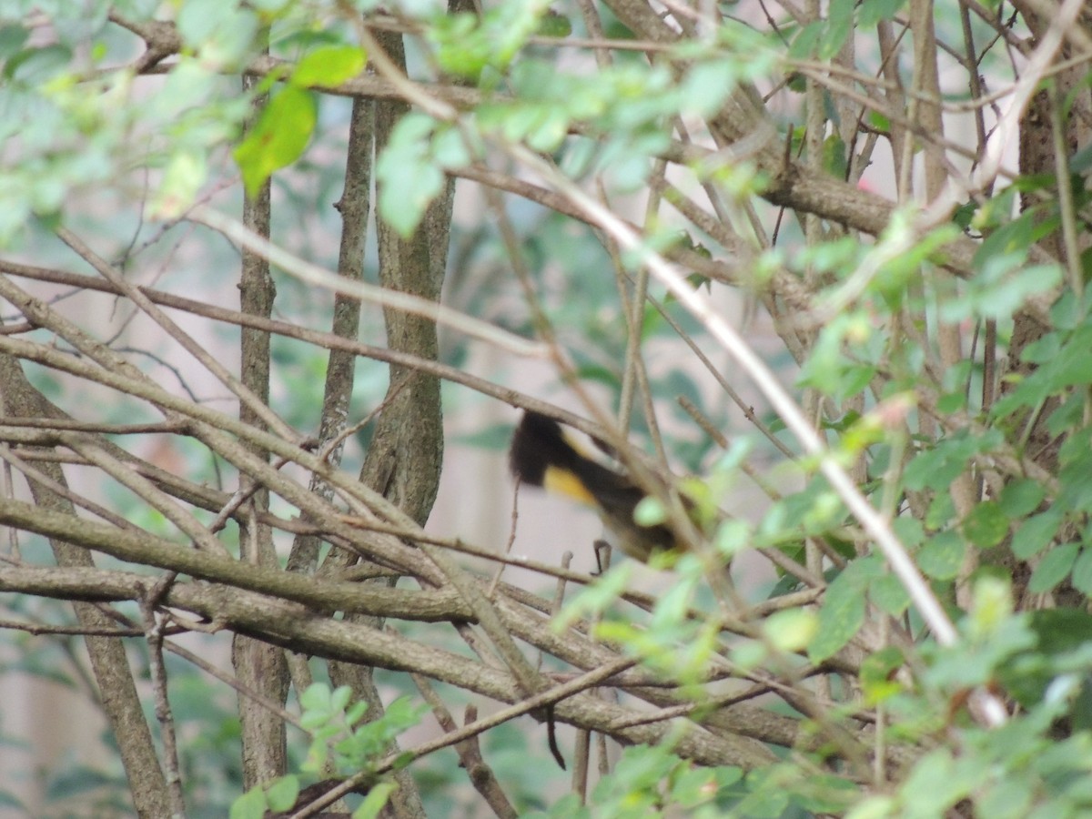 American Redstart - ML197775991