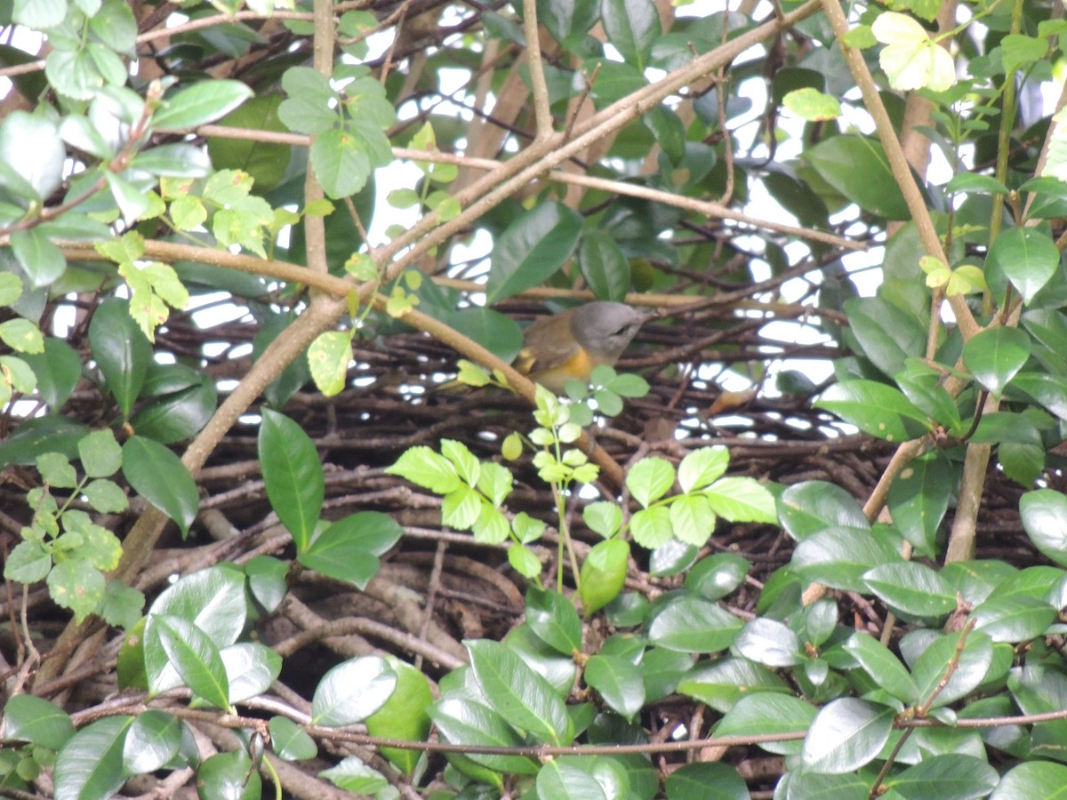 American Redstart - ML197776091