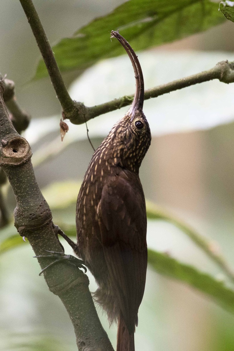 Brown-billed Scythebill - Josanel Sugasti -photographyandbirdingtourspanama