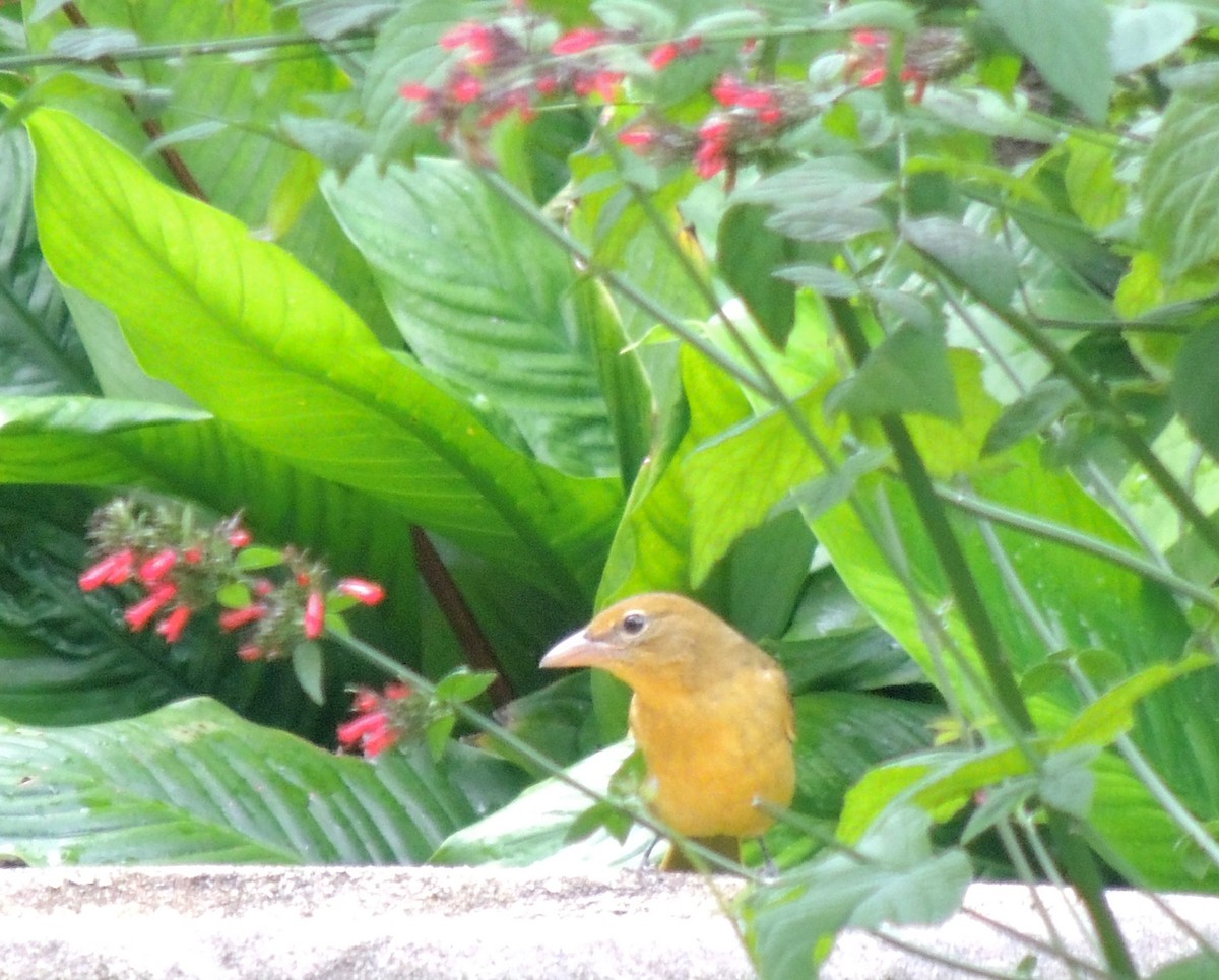 Summer Tanager - ML197776931