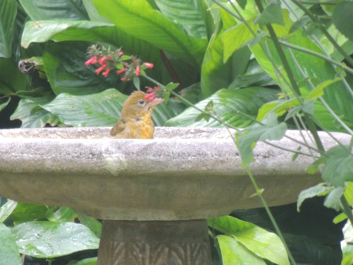 Summer Tanager - ML197777151