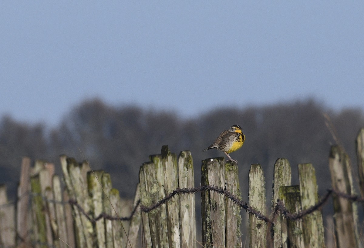 Western Meadowlark - ML197777441