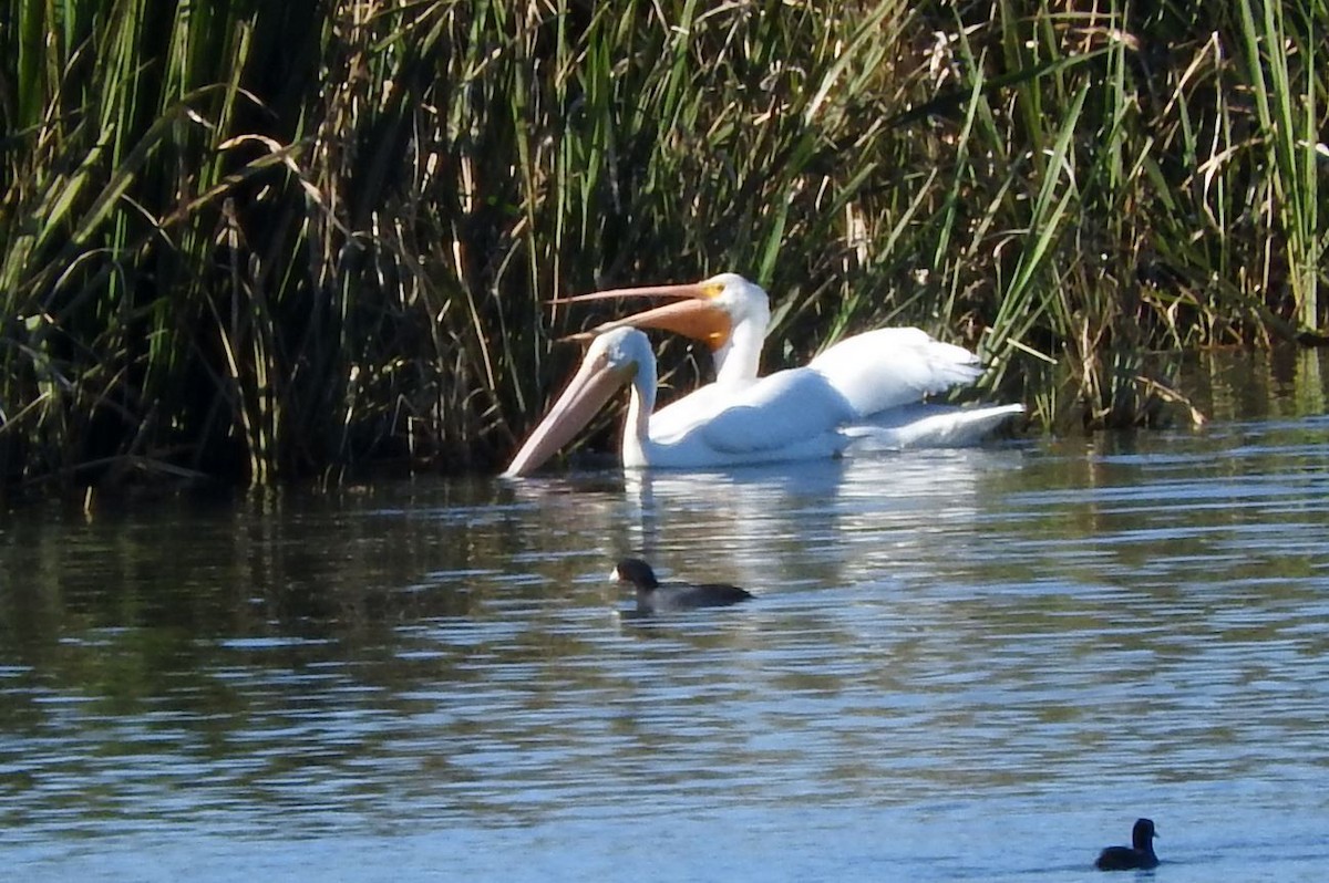 Nashornpelikan - ML197778451