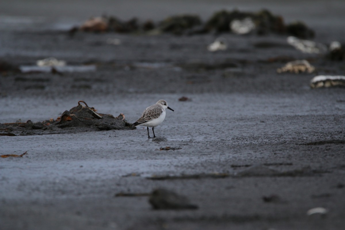 Bécasseau sanderling - ML197779311