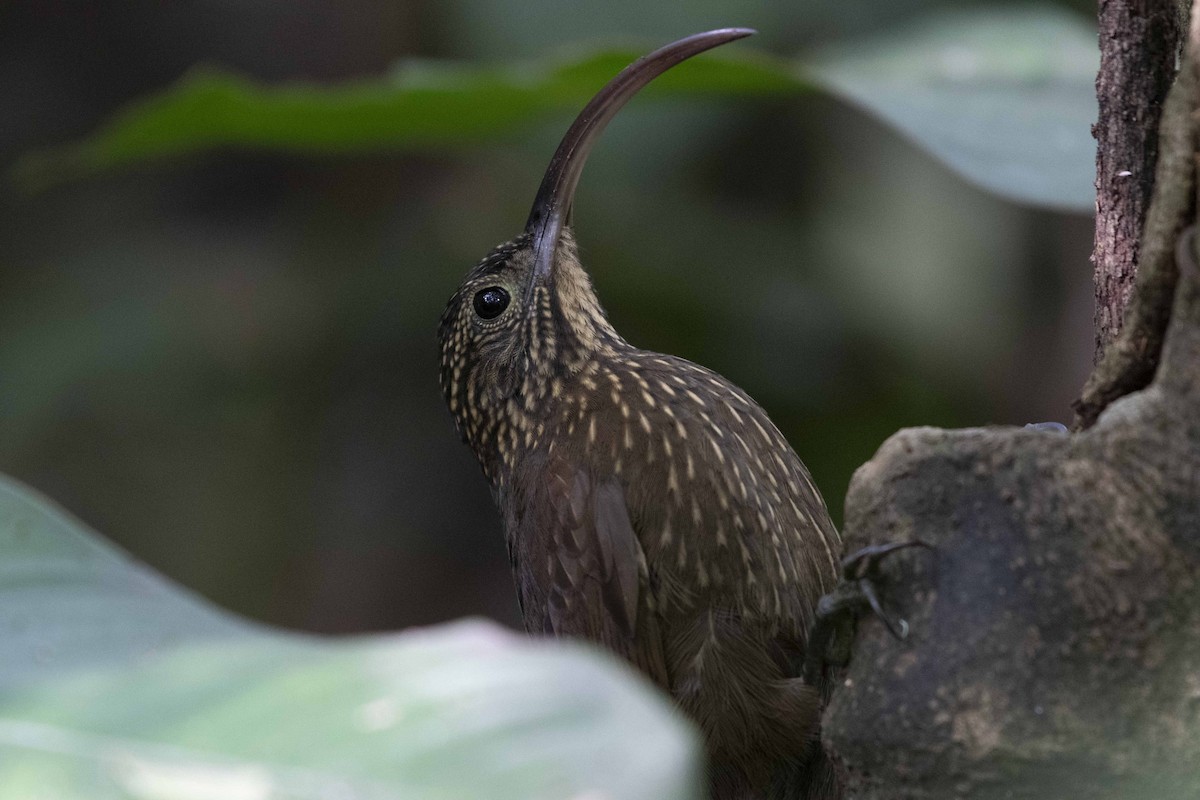 Brown-billed Scythebill - Josanel Sugasti -photographyandbirdingtourspanama