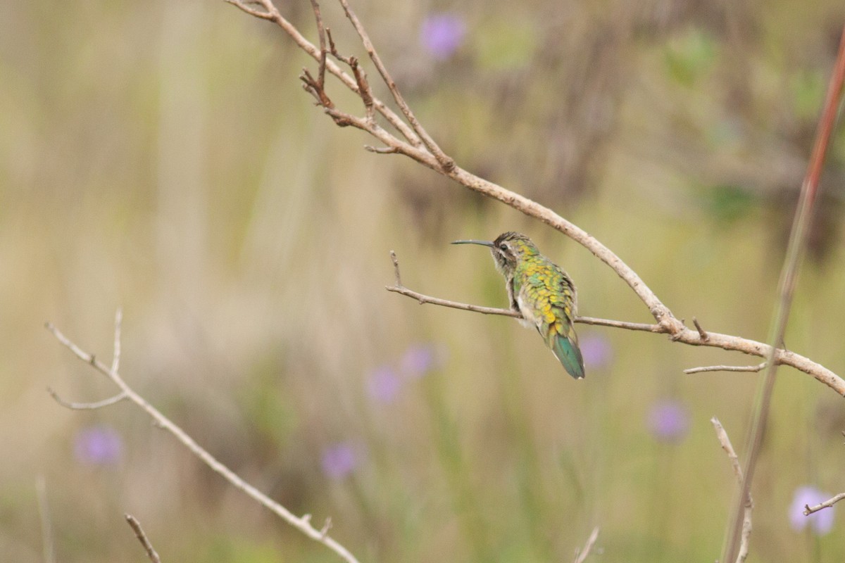 White-tailed Goldenthroat - ML197780371